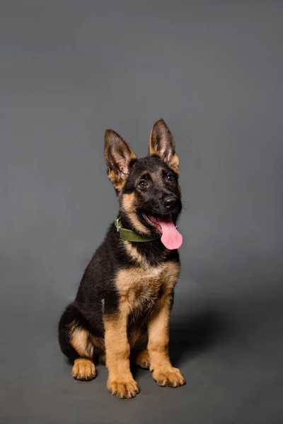 Duitse Herder Puppy Studio Een Grijze Achtergrond — Stockfoto