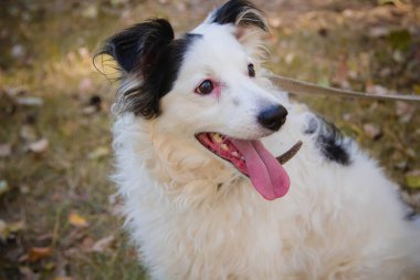  Bir sonbahar parkında çimlerin üzerinde tasmalı siyah beyaz bir köpeğin portresi. Başka tarafa bakıyor. Dilini çıkardı..