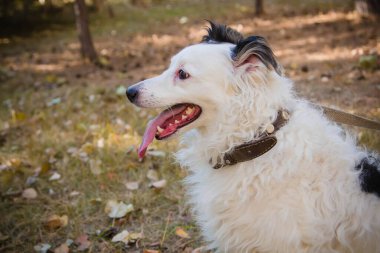  Bir sonbahar parkında çimlerin üzerinde tasmalı siyah beyaz bir köpeğin portresi. Başka tarafa bakıyor. Dilini çıkardı..