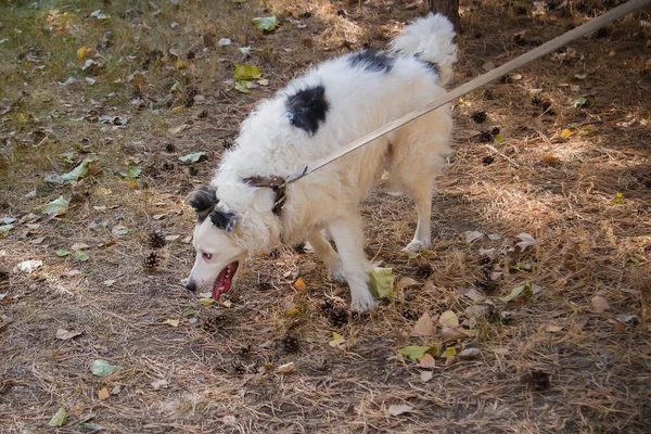 紐の上の襟に黒と白の犬秋の公園の芝生の上を歩く 彼は周りを見て — ストック写真