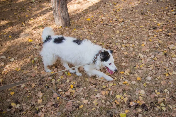 Perro Negro Blanco Cuello Con Correa Paseando Sobre Césped Parque — Foto de Stock
