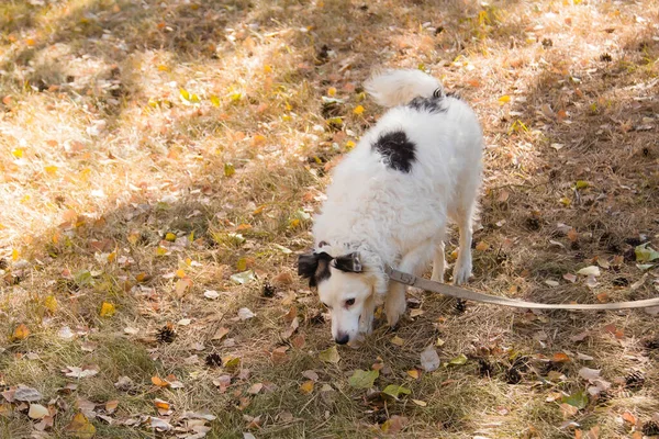 Perro Negro Blanco Cuello Con Correa Paseando Sobre Césped Parque — Foto de Stock