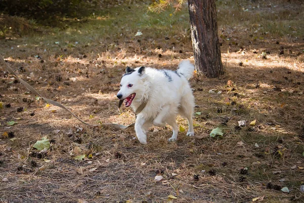 Perro Negro Blanco Cuello Con Correa Paseando Sobre Césped Parque — Foto de Stock