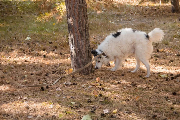 Perro Blanco Negro Collar Con Una Correa Caminando Sobre Césped — Foto de Stock