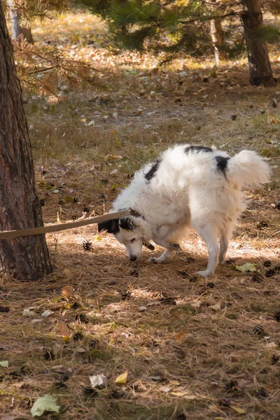 一只黑白相间的狗戴着皮带套在领子里 在秋天的公园的草坪上散步 走向一棵树 — 图库照片