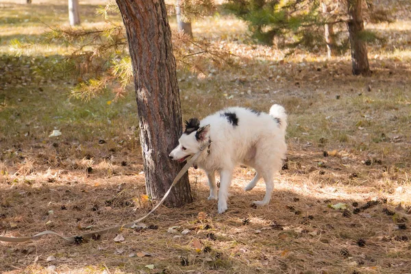 Perro Blanco Negro Collar Con Una Correa Caminando Sobre Césped — Foto de Stock