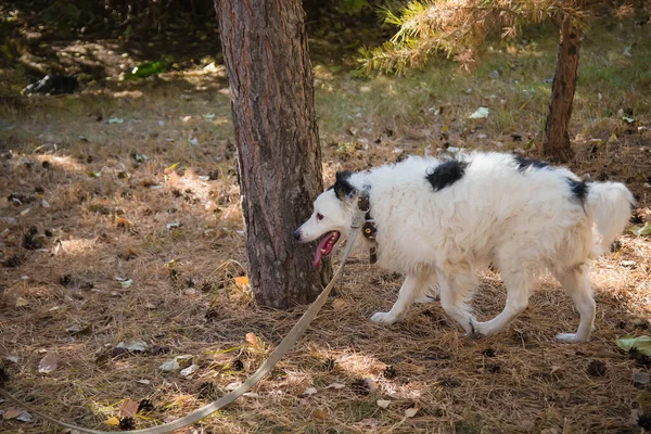 Perro Blanco Negro Collar Con Una Correa Caminando Sobre Césped — Foto de Stock