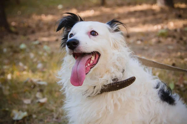 Portrait of a black and white dog in a collar on a leash sitting on the lawn in an autumn park. He looks away. Stuck out his tongue.