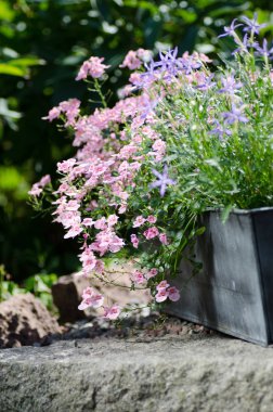 Cottage garden - beautiful flowers in pots clipart
