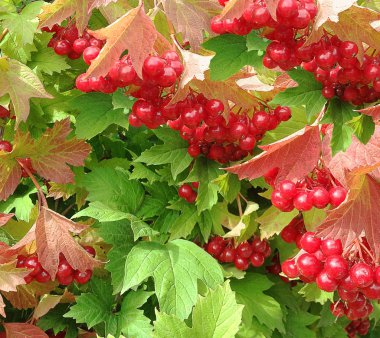 Kartopu yapraklarında kırmızı