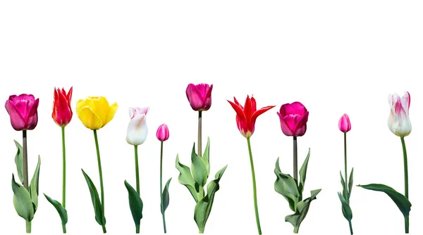 Fiori di tulipano primaverili in fila isolati su bianco — Foto Stock