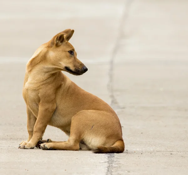 Afbeelding van een bruine hond op straat. — Stockfoto