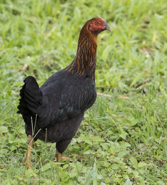 Imagen de una gallina en campo verde . —  Fotos de Stock