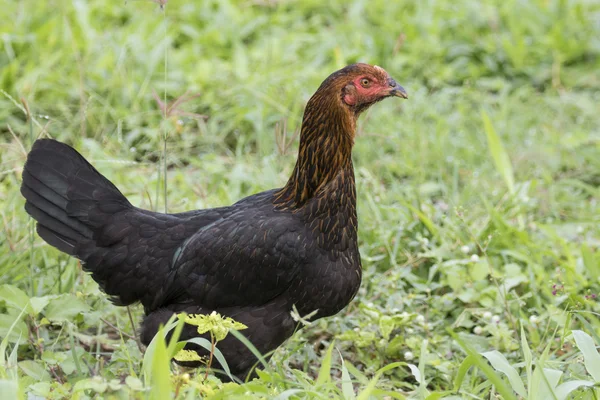 Immagine di una gallina in campo verde . — Foto Stock