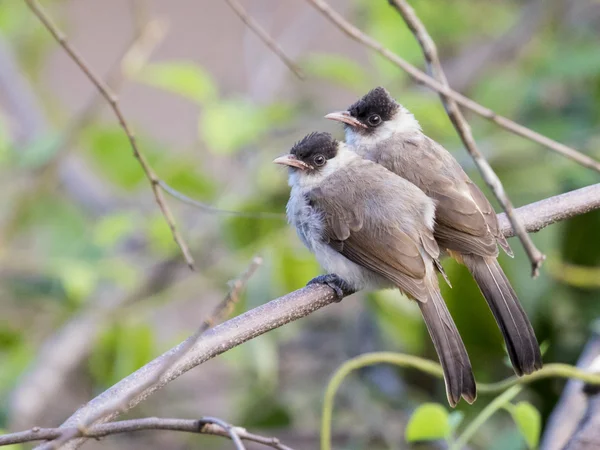 Imagen de dos pájaros posados en la rama en estado salvaje. Cabeza holgazana —  Fotos de Stock