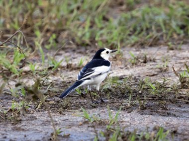 Görüntü bir magpie stand yerde.
