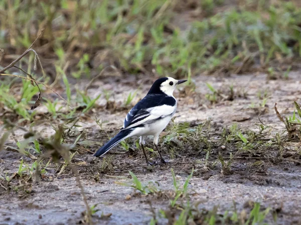 Görüntü bir magpie stand yerde.