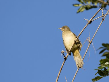Görüntü bir ağaç dalı üzerinde tünemiş yedikardeşi kuş.