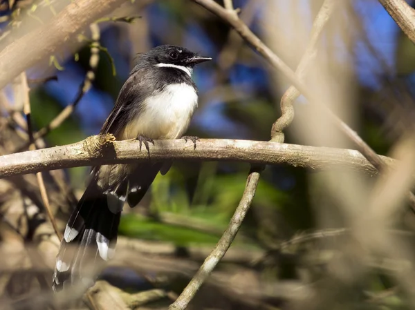 Image of magpie perched on tree branch. in forest, Thailand. — Stock Photo, Image