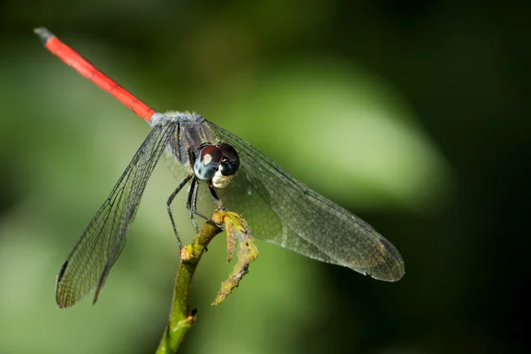 Bilden av dragonfly uppflugna på en gren — Stockfoto