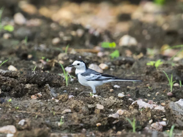 Bild einer Elster auf dem Boden. — Stockfoto