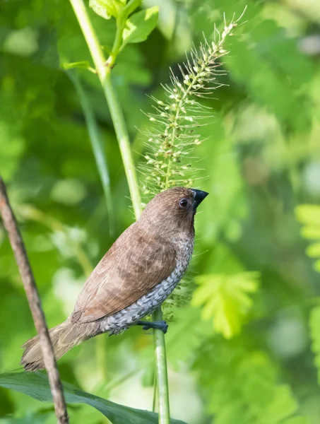 Εικόνα από ricebird σκαρφαλωμένο σε ένα πράσινο φύλλο. — Φωτογραφία Αρχείου