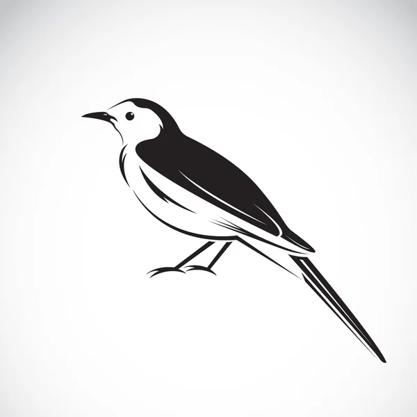 Vektor av magpie design på vit bakgrund. Fågelikoner. — Stock vektor