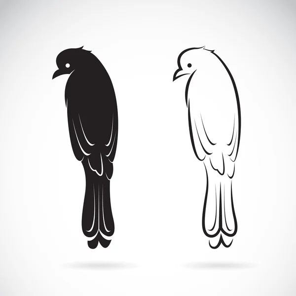 Vektor des Drongo-Vogels auf weißem Hintergrund. Ikone der Vögel. — Stockvektor