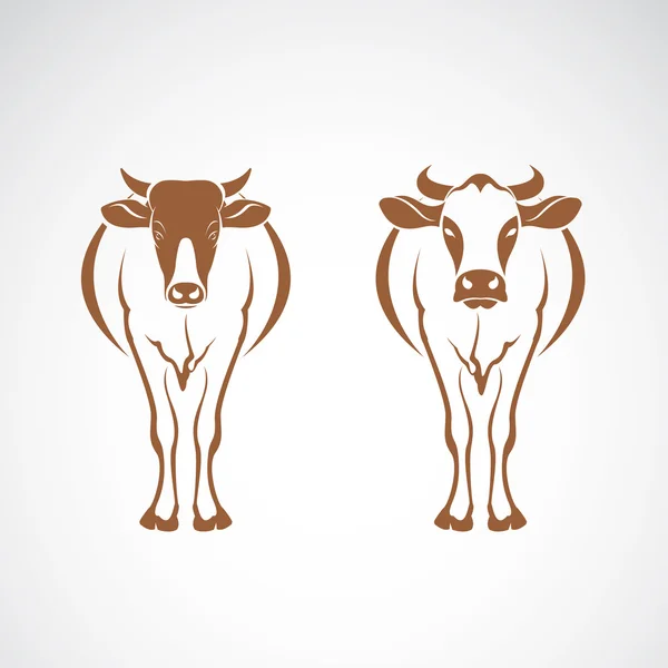 Vektor av två ko på vit bakgrund. Djurens utformning. — Stock vektor