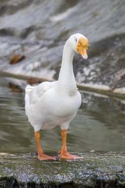 Görüntü doğa arka plan üzerinde beyaz kaz.