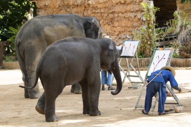 Mahout trains wild elephant to paint picture for tourism in thai clipart