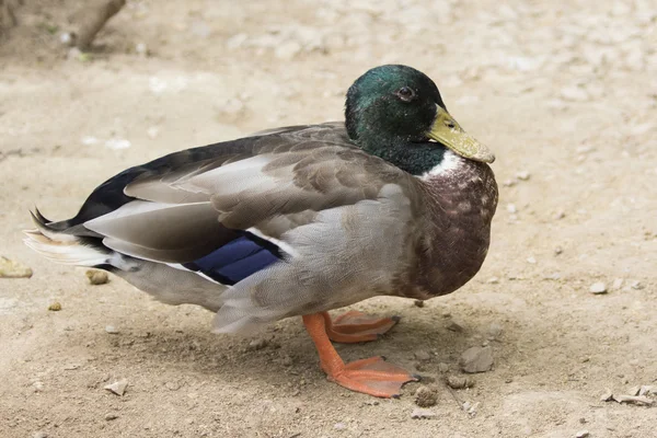 Imagen de ánades reales macho (Anas platyrhynchos) en la parte posterior del suelo —  Fotos de Stock