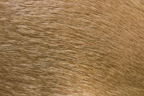 Brown horse fur background. Fur skins of horses.