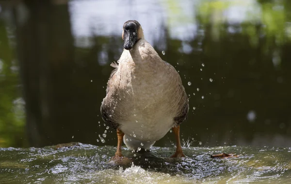 Imagen de ánades reales macho (Anas platyrhynchos) de pie sobre el —  Fotos de Stock