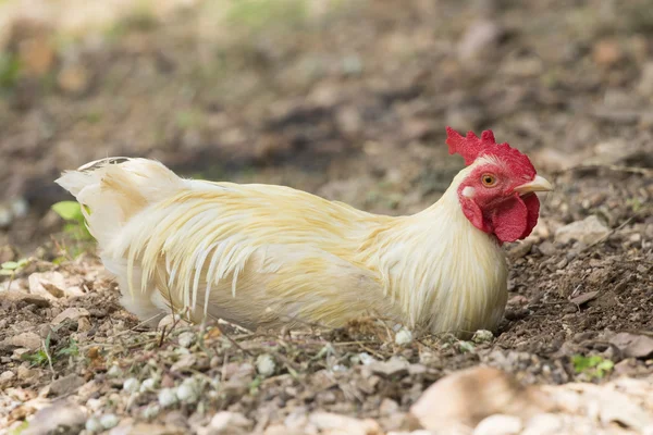 Imagen de pollo blanco sobre fondo natural —  Fotos de Stock