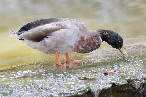 Image of male mallard ducks (Anas platyrhynchos) standing on the — ストック写真