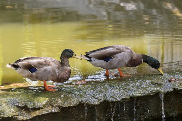 Image of two male mallard ducks (Anas platyrhynchos) standing on — Stock Photo, Image