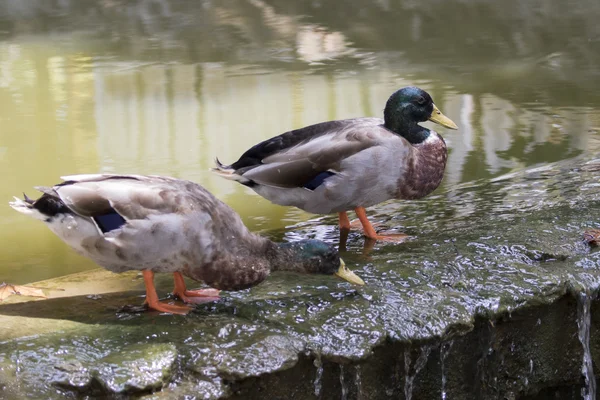 Image of two male mallard ducks (Anas platyrhynchos) standing on — Stock Photo, Image