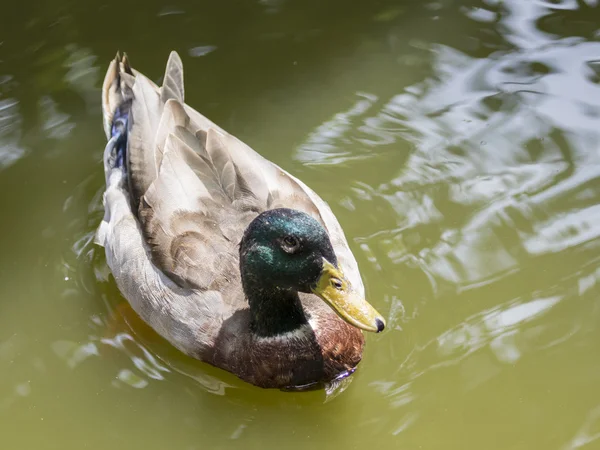 Image of male mallard ducks (Anas platyrhynchos) floating on the — Stock Photo, Image