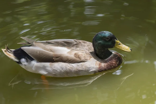 Image of male mallard ducks (Anas platyrhynchos) floating on the — Stock Photo, Image