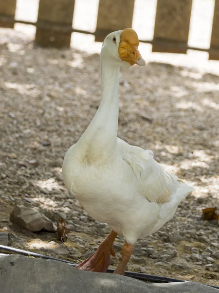 Imagen de un ganso blanco en la granja . —  Fotos de Stock