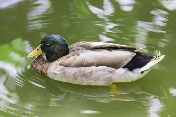 Image of male mallard ducks (Anas platyrhynchos) floating on the — Stock Photo, Image