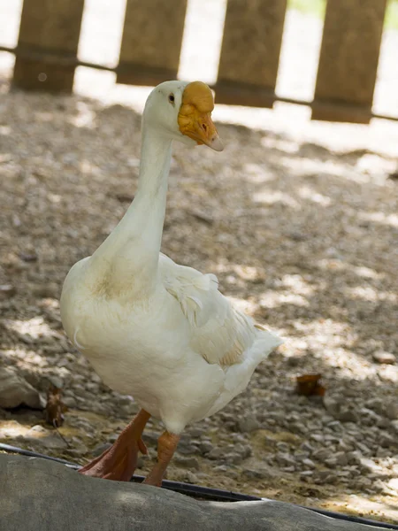 Image of a white goose in farm. — Stock Photo, Image
