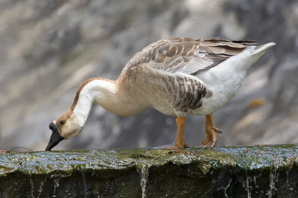 Image of greylag goose on nature background. — Stock Photo, Image