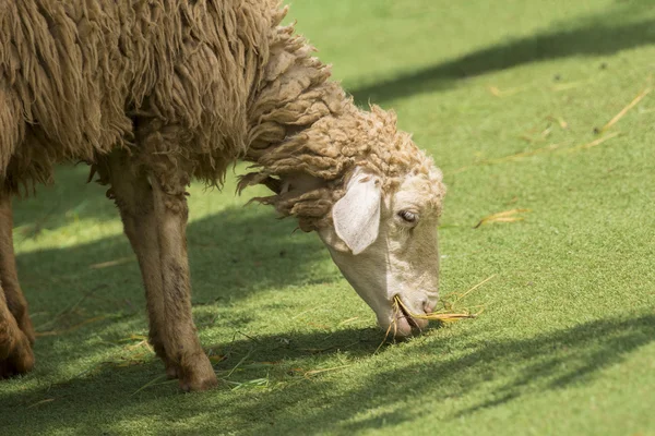 Imagem de uma ovelha marrom mastigando grama na fazenda . — Fotografia de Stock