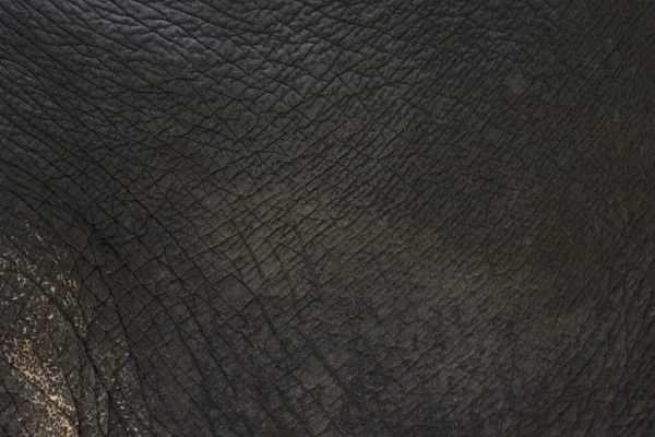 Close-up van olifant huid textuur abstracte achtergrond — Stockfoto