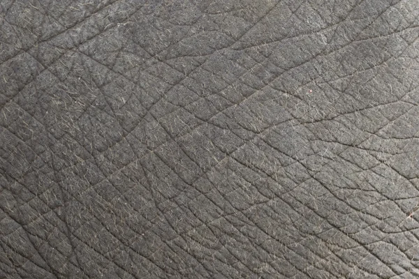 Nahaufnahme von Elefantenhaut Textur abstrakter Hintergrund. — Stockfoto