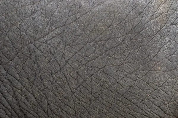 Gros plan de la texture de la peau d'éléphant fond abstrait . — Photo