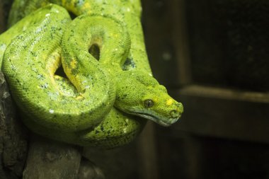 Yakın çekim görünümü Tayland (Morelia viridi yeşil ağaç pitonu