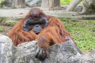 Büyük erkek orangutan turuncu maymun görüntüsünü.